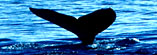 Whale and Dolphin Stock Footage